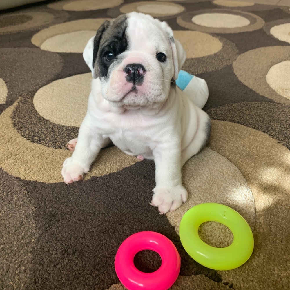 Meet your Posher, Luis